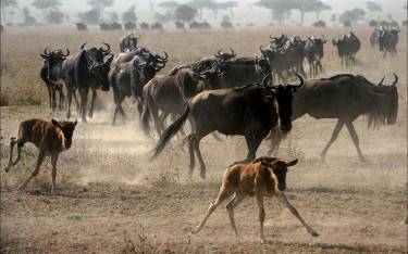 Wildebeest with calves kicking up dust