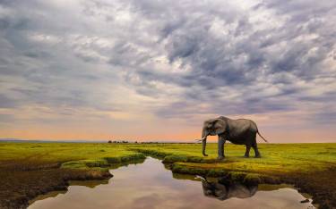 Elephant drinking under a stormy sky in Masai Mara NR