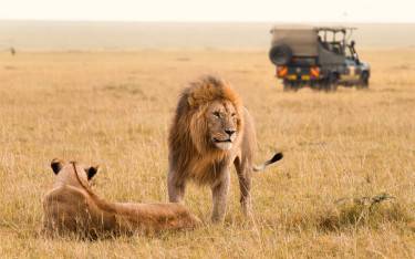 Pair of mating lions in Masai Mara NR