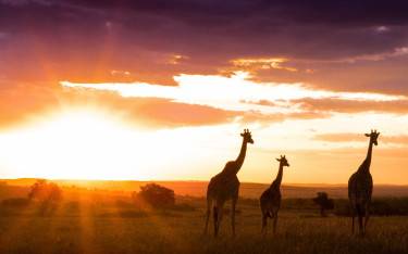 Giraffes walking into the sunset in Masai Mara NR