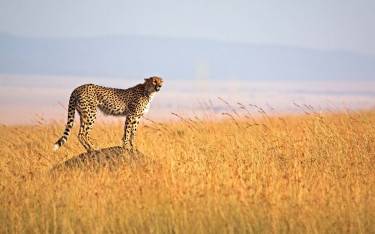 Cheetah on termite mound scanning for prey in Masai Mara NR