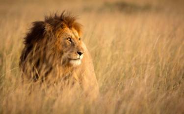 Wildebeest migration attracts many predators