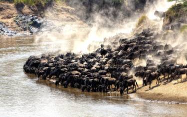 Wildebeest gathering at the Mara River