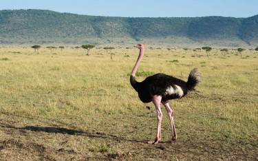 Male ostrich