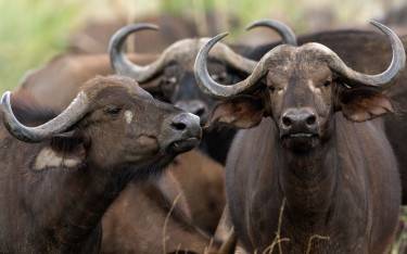 Buffalo herd in Meru NP