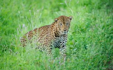 Leopard crouching in green grass in Meru NP
