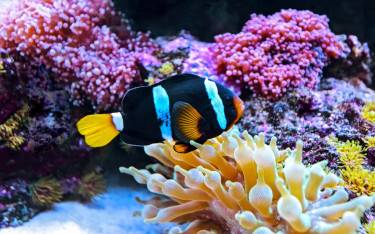 Offshore marine life