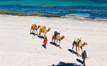 Camels on the beach in Mombasa