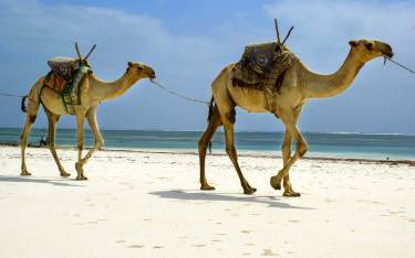 Camels on the beach