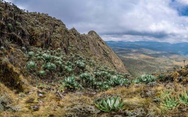 Mountainous landscape with giant grondsels