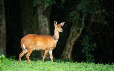 Bushbuck