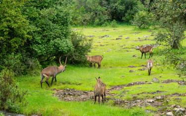 Defassa waterbuck herd