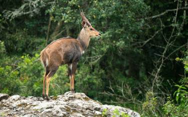 Bushbuck