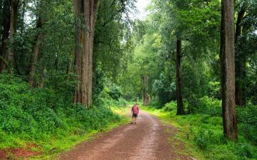 Hiker on the road through the forest