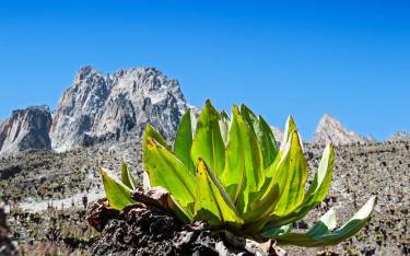 Giant senecio in barren landscape