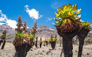 Giant senecios at high altitude