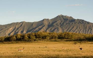 Thomson's gazelles in front of Mt Longonot