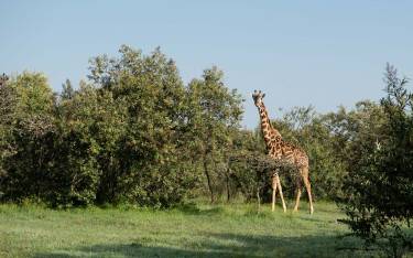 Masai giraffe