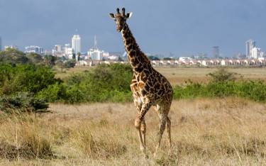 Giraffe in Nairobi NP