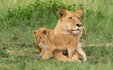 Lion with cub in Ol Kinyei Conservancy