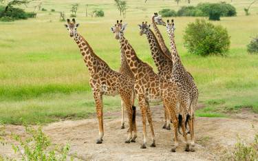 Giraffes in Ol Kinyei Conservancy