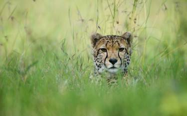 Cheetah hiding in tall grass