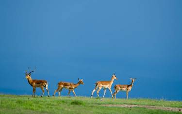 Impala ram and ewes