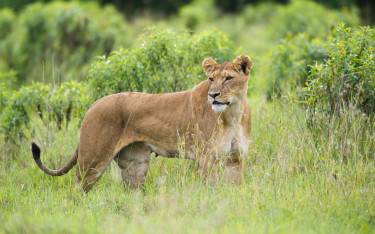 Alert lioness
