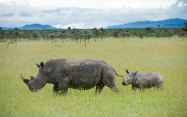 White rhino with calf in lush grassland