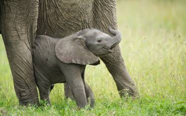 Baby elephant between its mother's legs
