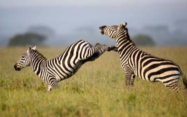 Zebras fighting in Ol Pejeta Conservancy