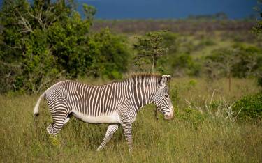 Grevy's zebra