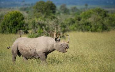 Black rhinoceros with distinctive hooked lip