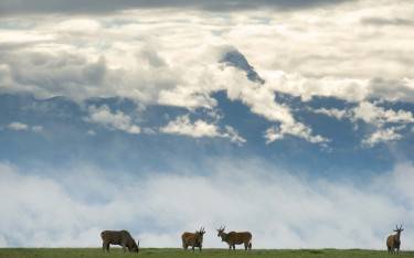 Eland in front of Mt Kenya