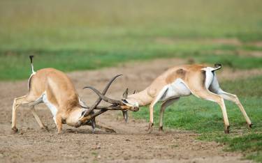 Grant's gazelles fighting