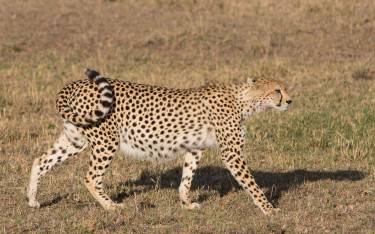 Cheetah in Olare Motorogi Conservancy