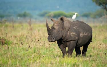 White rhinoceros