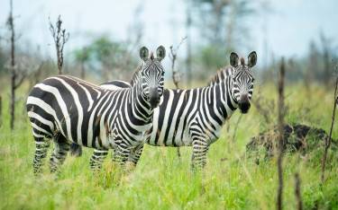 Plains zebras