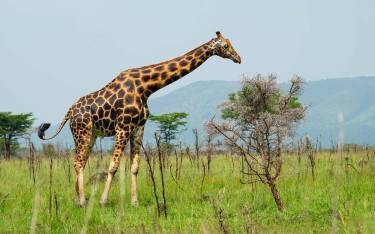 Rothschild's giraffe browsing