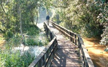 Crossing the swamp