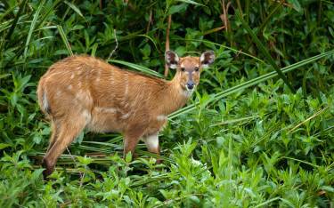 Female sitatunga in wetland habitat