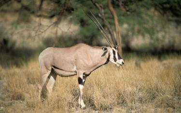 Beisa oryx