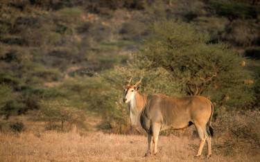 A large common eland