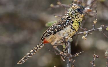 D'Arnaud's barbet