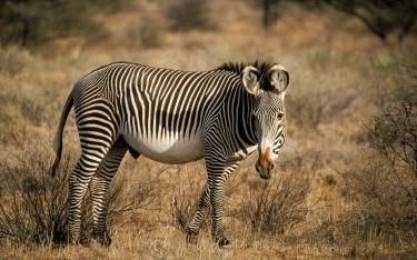 Grevy's zebra