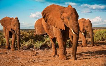 Elephants covered in red dust