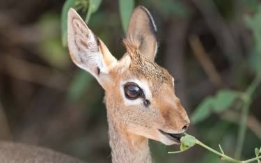 Dik-dik feeding