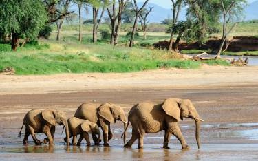 Elephant herd walking through the riverbed