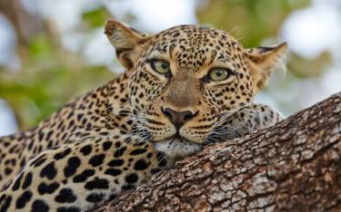 Female leopard lying in a tree