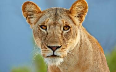 Portrait of a lioness